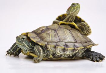 Obraz premium The Brazilian Red eared slider turtles with white background