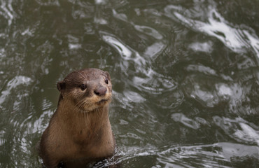 OTTER