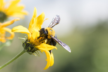 bee