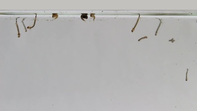 Mosquito larva while swimming
