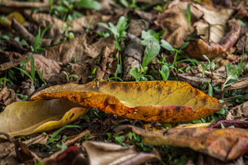 old leaf fall