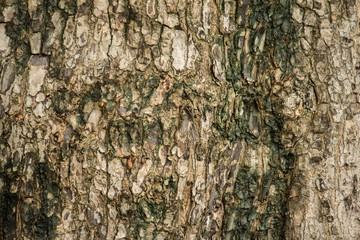 wood texture and root tree