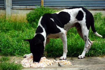 Hungry stray dog is eating some giving rice food