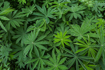 Flower plant with drops of a dew on the leaves.