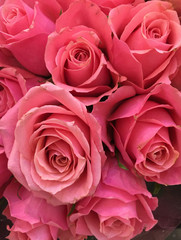 Pink Roses