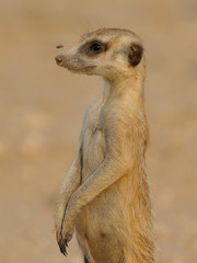 Meerkat with irritating flay in the face