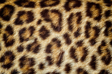 Real jaguar skin for background and texture