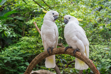 Cute couple of white Cockatoo (Cacatua galerita), standing on a