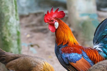 Colorful rooster or fighting cock  in the farm