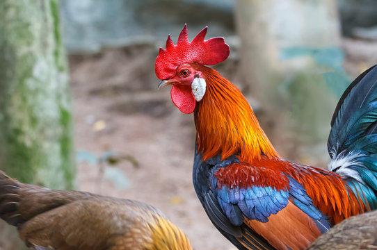 Colorful rooster or fighting cock  in the farm