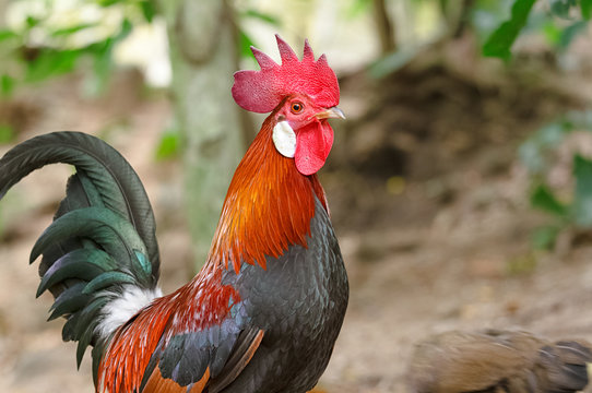Colorful rooster or fighting cock  in the farm