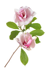 A branch of magnolia isolated on white © anphotos99