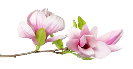 Schilderijen op glas roze magnolia © anphotos99
