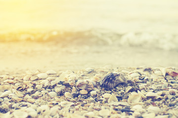 shell on beach with pastel color filter , soft focus
