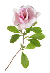 Fototapeta premium magnolia flower branch isolated on white background