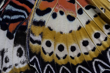 La chrysope léopard (Cethosia cyane euanthes Fruhstorfer) détail aile de papillon