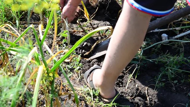 Two gardener digs with a shovel garlic from ground