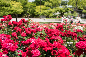 万博記念公園　バラ園