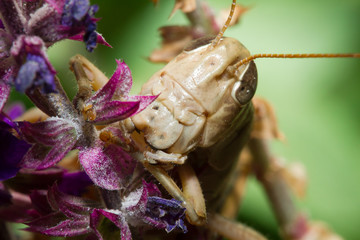 Grasshopper