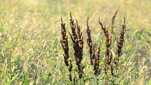 Rumex confertus in the autumn field