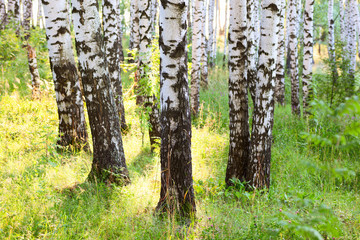 summer in birch forest