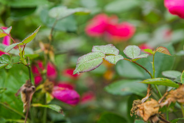 Dew water drops on rose flower leaves.