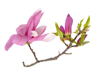 pink magnolia