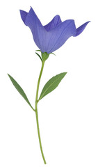 purple Platycodon grandiflorus flower