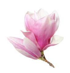 Fototapeta premium magnolia flower