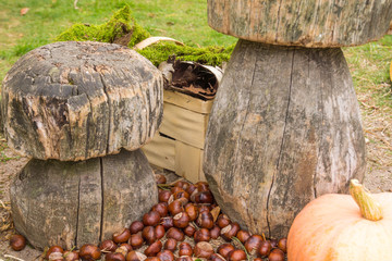 Kastanien, Kürbis und Pilze im Herbst
