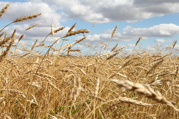 Wheat growing on field - golden heads of grain stiff shine in th