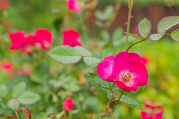 Dew water drops on rose flower leaves.