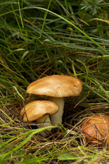 the edible mushrooms