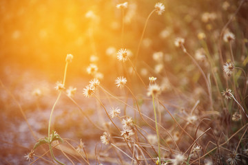 dry grass flower with sun light, close up