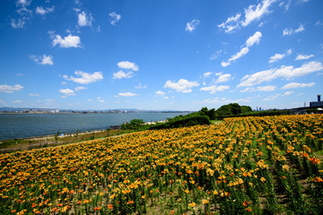 大阪舞洲ゆり園