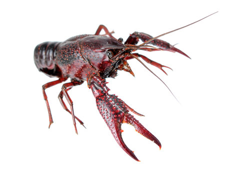 Crawfish