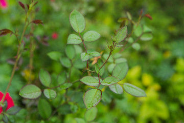 Fototapeta na wymiar Dew water drops on rose flower leaves.