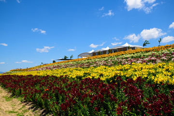 大阪舞洲ゆり園
