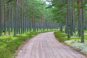Obraz premium Forest road through pine forest