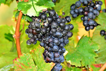 Blaue Weintrauben am Rebstock