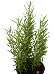 rosemary herb in pot
