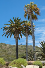 Fototapeta premium Palm Tree Trio