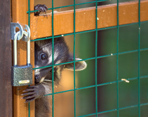 Raccoon girl tries to open a lock in its zoo jail © boligolovag