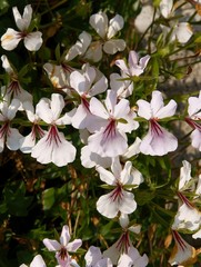 pink flowers of geranium climbing potted plant