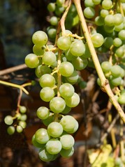 cluster of grapes