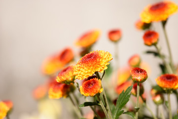 ひらかたの菊