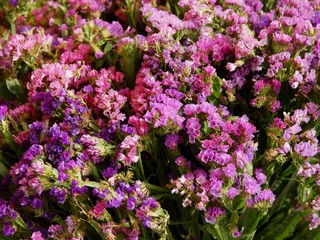 Fototapeta premium sea lavender plant with pink flowers