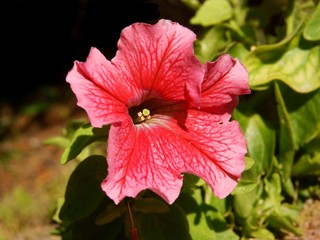 pink and red petunia flower close up