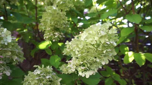 Hydrangea paniculata - close up still