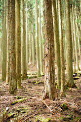 京都大原の杉林